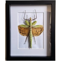 Framed - Giant Spotted Stick Insect