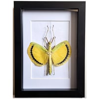 Framed - Yellow Umbrella Stick Insect