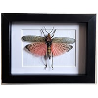 Framed - Rainbow Milkweed Locust II