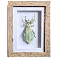 Rustic - Walking Leaf Insect