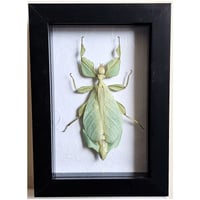 Framed - Walking Leaf Insect II