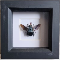 Framed - Blue Carpenter Bee
