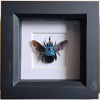 Framed - Blue Carpenter Bee II