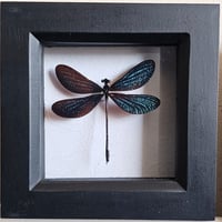 Framed - Vestalis Melania Damselfly II
