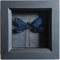 Framed - Vestalis Melania Damselfly I