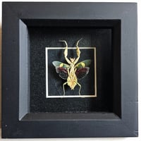 Framed - Jewelled Flower Mantis I