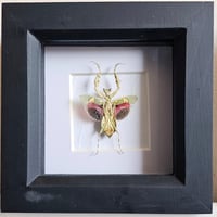 Framed - Jewelled Flower Mantis II