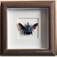 Rustic - Blue Carpenter Bee