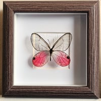 Rustic - Blushing Phantom Butterfly