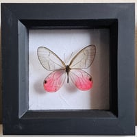 Framed - Blushing Phantom Butterfly