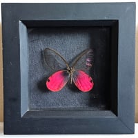 Framed - Blushing Phantom Butterfly I