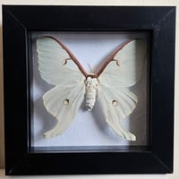 Framed - Luna Moth I