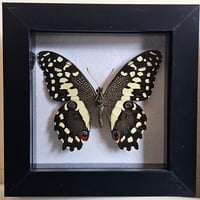 Framed - Citrus Swallowtail Butterfly