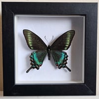 Framed - Alpine Black Swallowtail Butterfly (spring) I