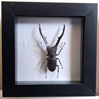 Framed - Longjaw Stag Beetle I