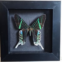 Framed - Green-Banded Urania Moth I