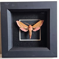 Framed - Elephant Hawkmoth I