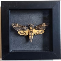 Framed - Mini Death's-Head Hawkmoth