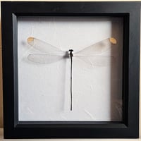 Framed - Helicopter Damselfly