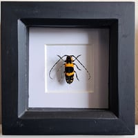 Framed - Stripey Longhorn Beetle
