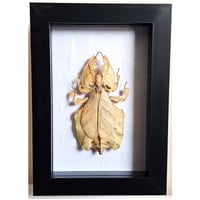 Framed - Orange Leaf Insect