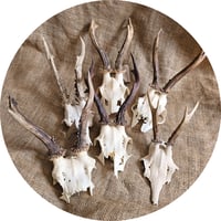 Image 1 of Medium Roe Deer Skullcap - Lucky Dip