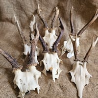 Image 2 of Medium Roe Deer Skullcap - Lucky Dip