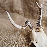 Image 2 of Abnormal Roe Deer Skull