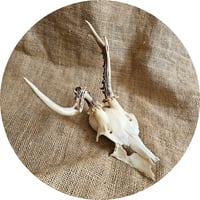 Image 1 of Abnormal Roe Deer Skull