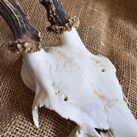 Image 2 of Medium Roe Deer Skull