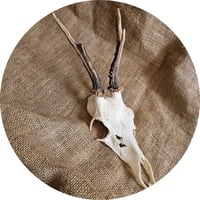 Image 1 of Medium Roe Deer Skull