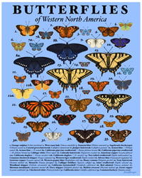 Butterflies of Western North America Print