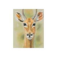 Image 1 of Morning Watch — Antelope Fine Art Print