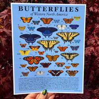 Image 2 of Butterflies of Western North America Print
