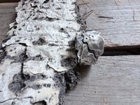 Image 6 of Aspen Bark ring, size 8.5-9