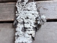 Image 10 of Aspen Bark ring, size 8.5-9
