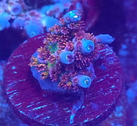 RRU Angry Birds Acropora — WYSIWYG