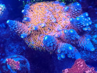 Image 3 of TSA Bubbleyum