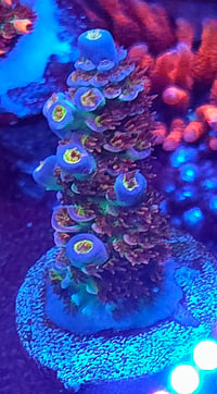 Image 1 of TSA Bubbleyum