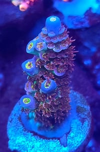 Image 2 of TSA Bubbleyum