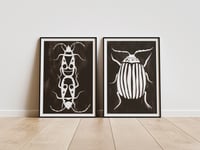 Image 1 of Brown bugs - print