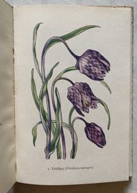 Image 5 of Flowers of the Meadow vintage King Penguin book 
