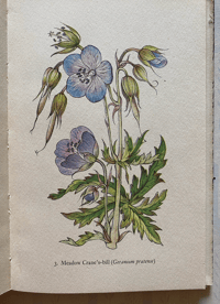 Image 6 of Flowers of the Meadow vintage King Penguin book 