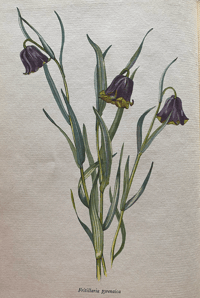 Image 5 of The Tranquil Gardener by Robery Gathorne-Hardy