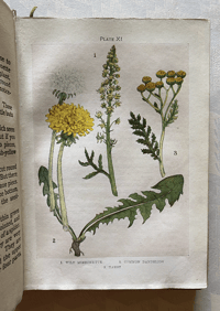 Image 4 of Flowers Shown to the Children