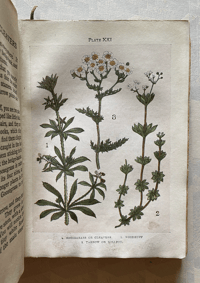 Image 5 of Flowers Shown to the Children