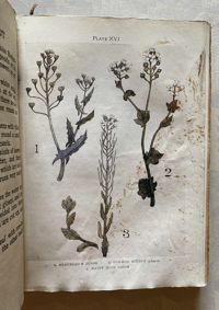 Image 3 of Flowers Shown to the Children