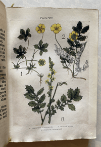 Image 6 of Flowers Shown to the Children