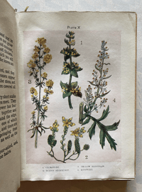 Image 8 of Flowers Shown to the Children