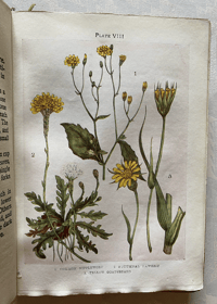 Image 7 of Flowers Shown to the Children